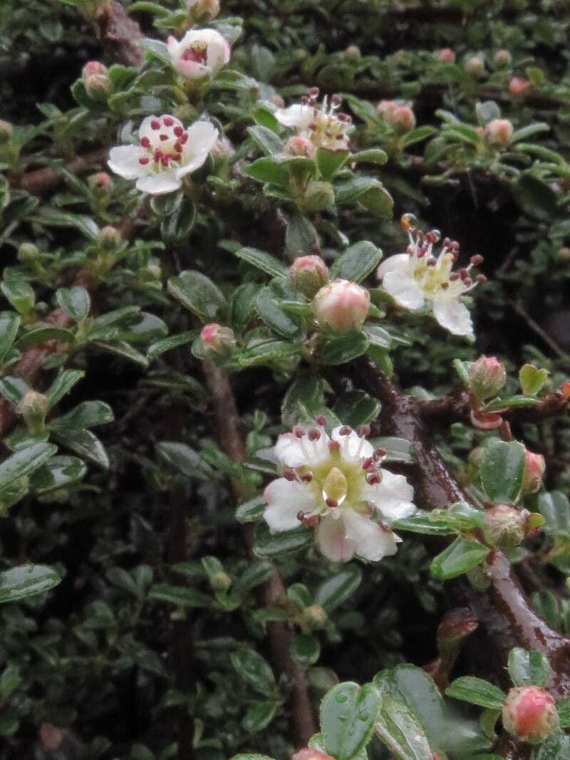 Cotoneaster de hoja entera 10