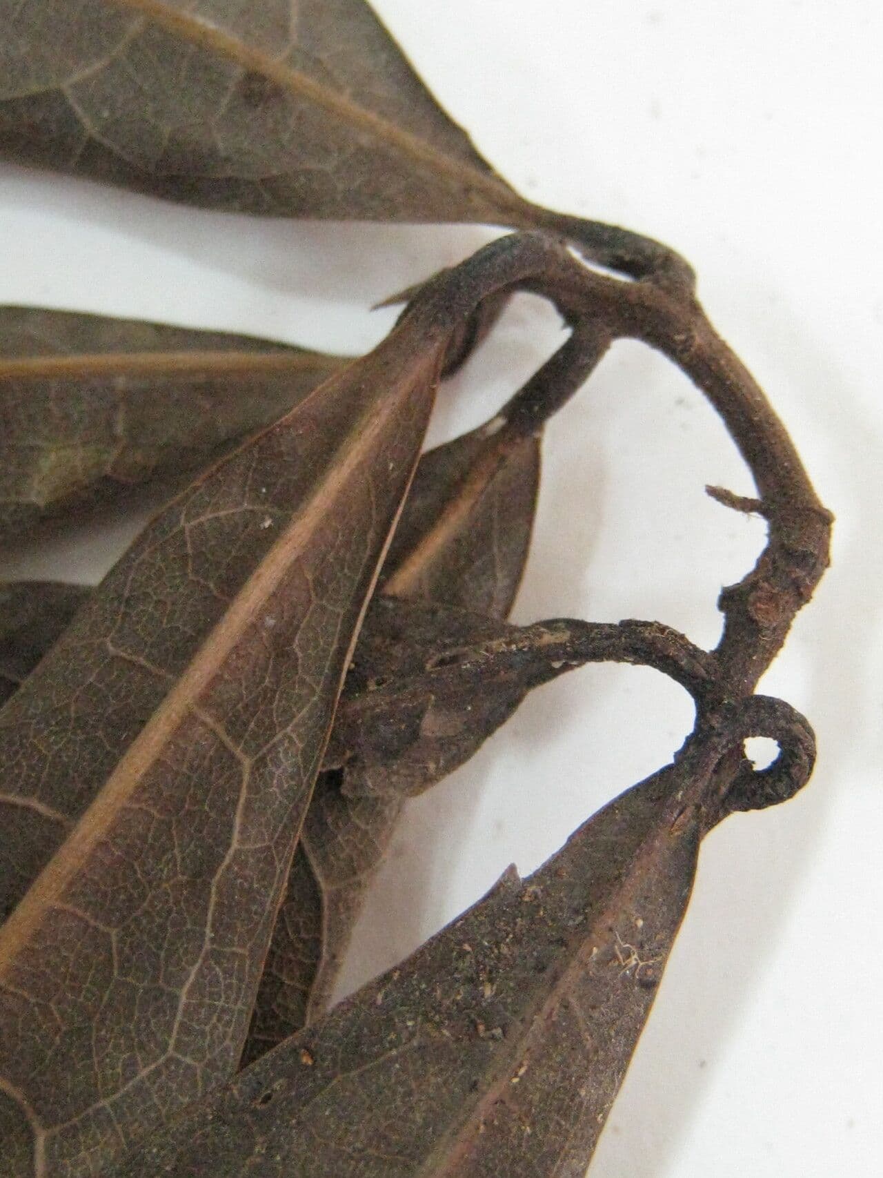 Ocotea 9