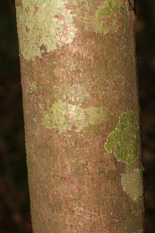 Pourouma 3