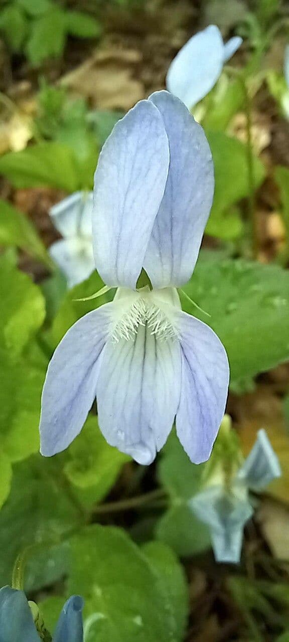 Viola 2