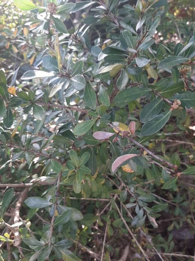 Ceanothus 19