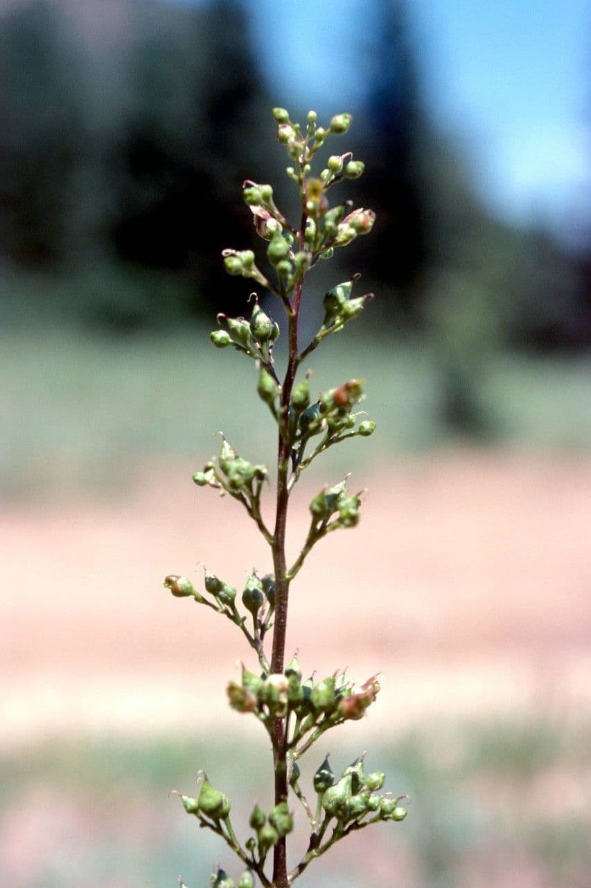 Scrofularia lanceolata 6
