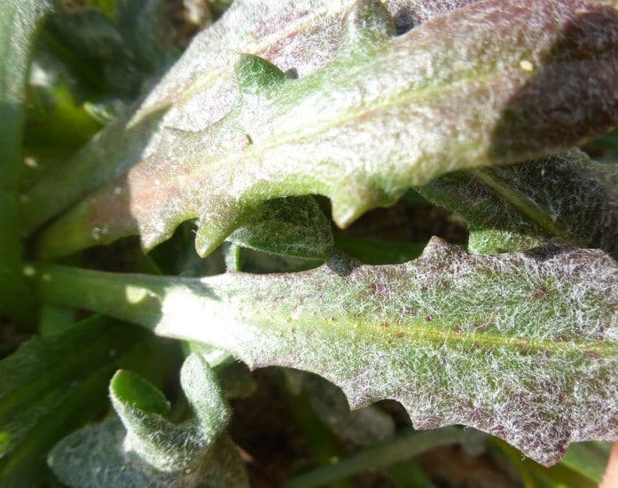 Agoseris apargioides 14