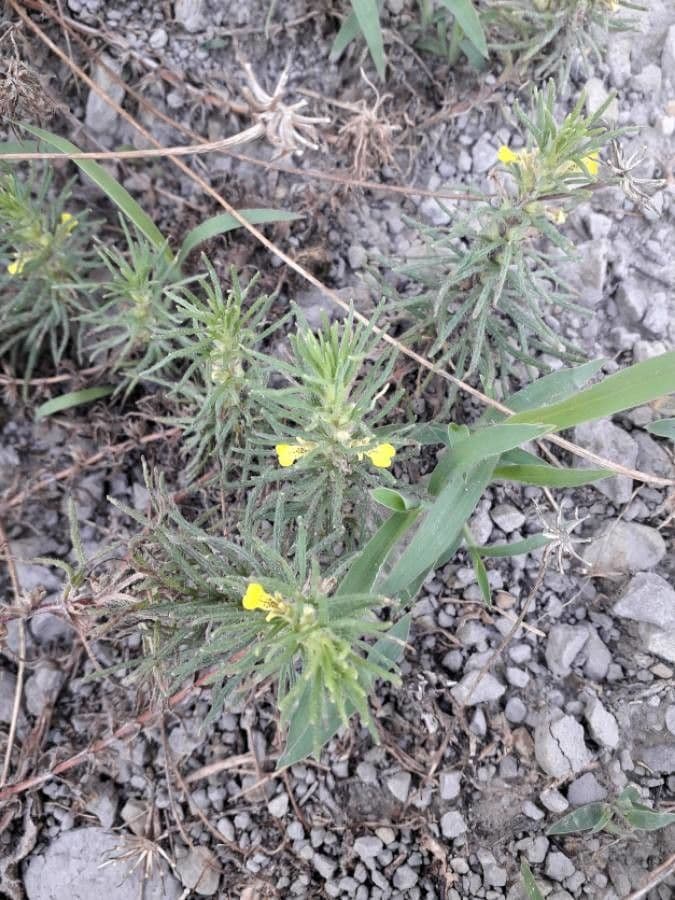 Bugle petit-pin 5