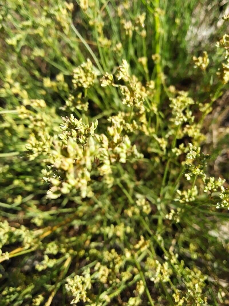 Ortegia hispanica