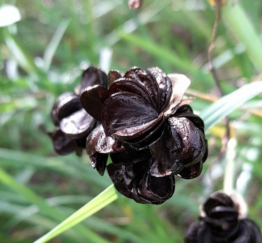 Rhodophiala 2