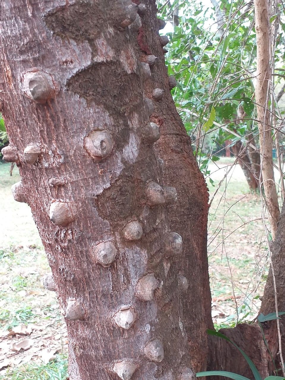 Zanthoxylum 6