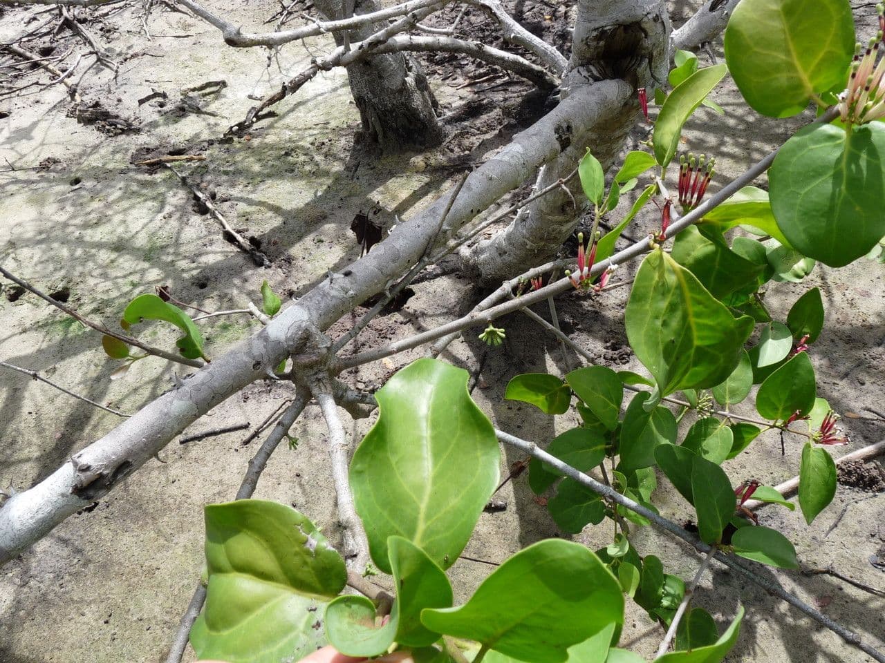 Tapinanthus 13