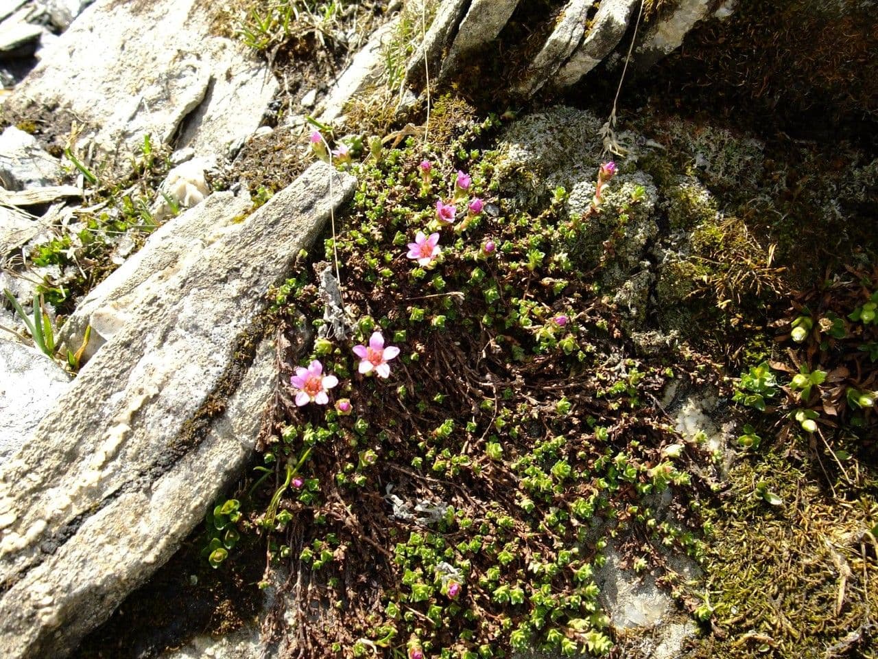 Sassifraga retusa 8