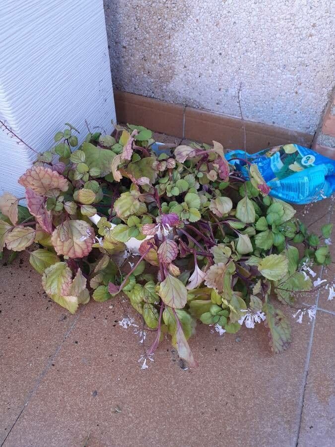 Plectranthus 10
