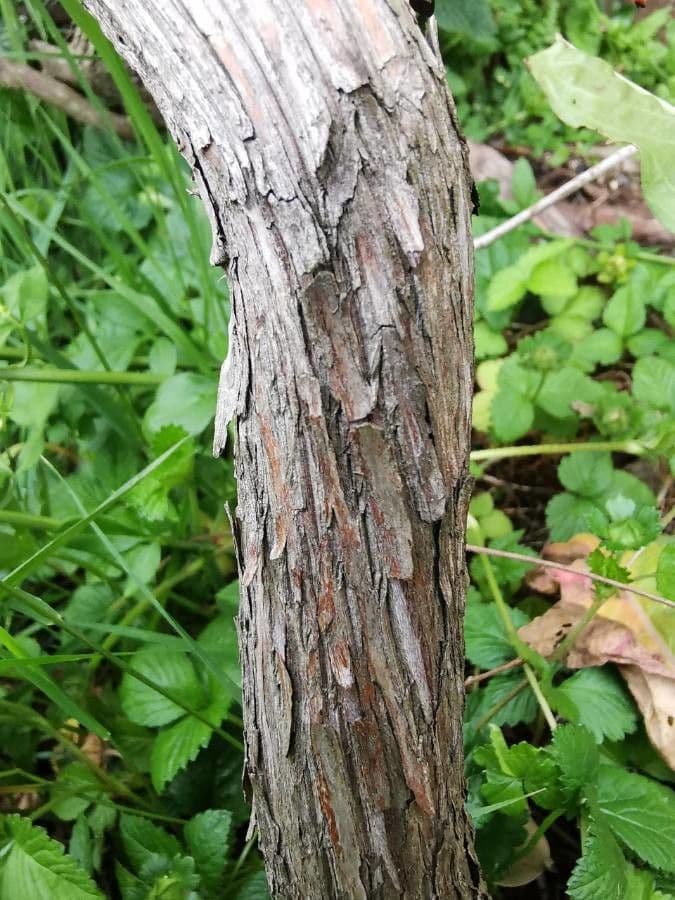 Kalmia szerokolistna 21