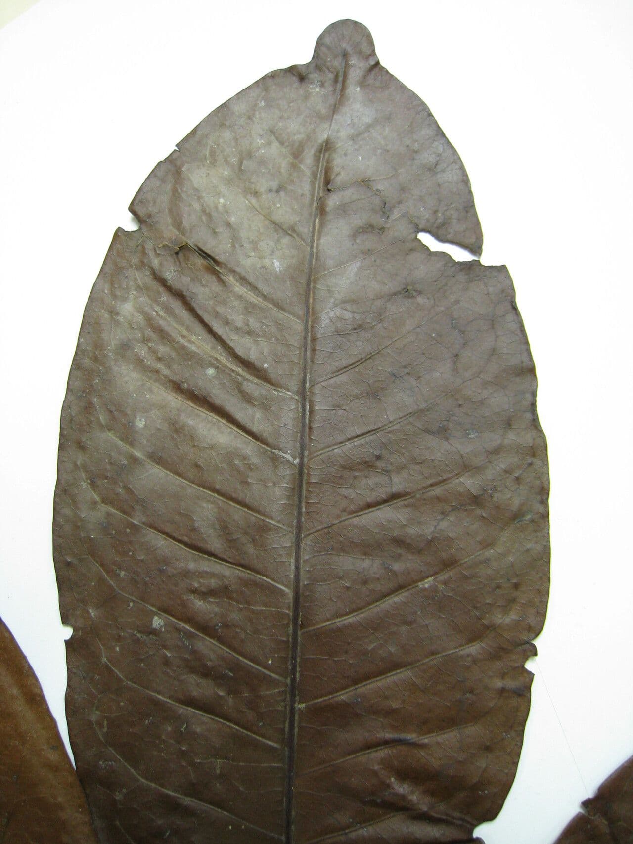 Stachyarrhena 9