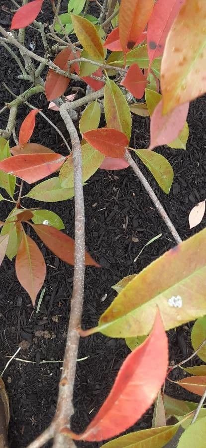 Photinia 22