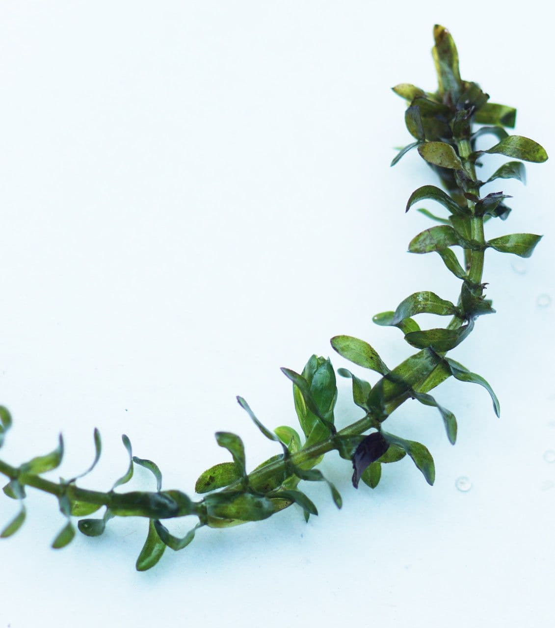 Elodea de Canadá 13