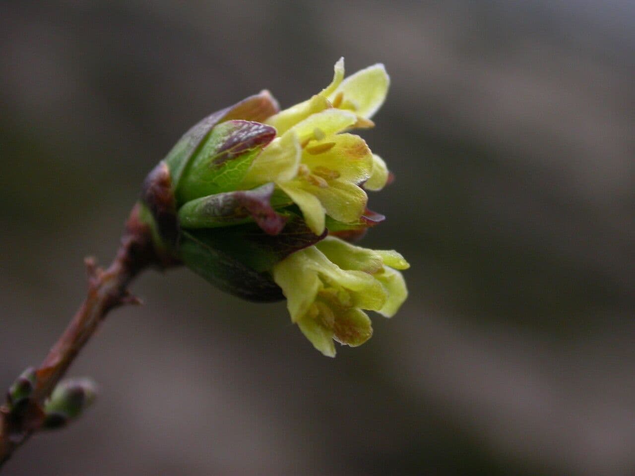 Caprifoglio