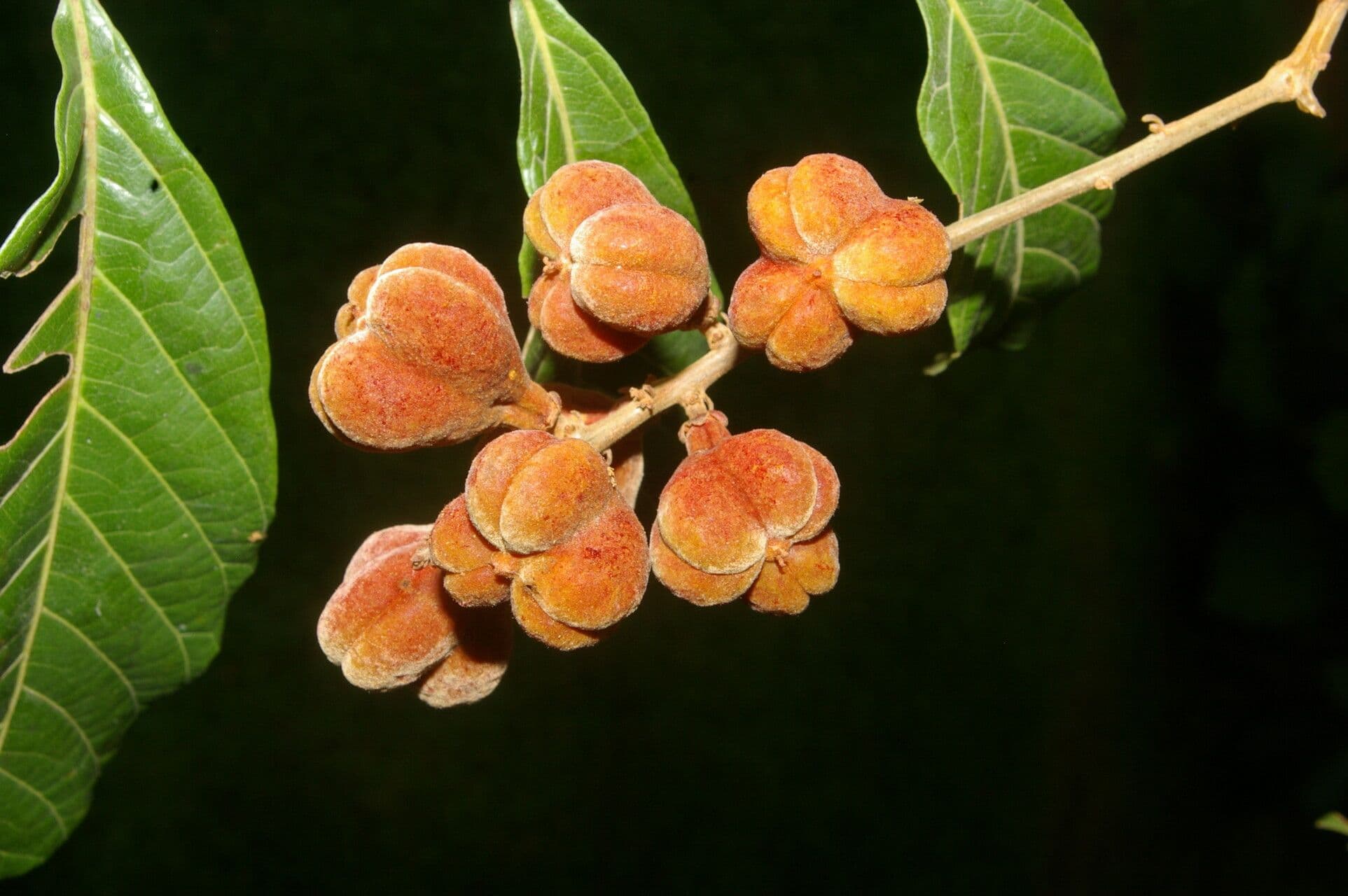 Cupania scrobiculata 3