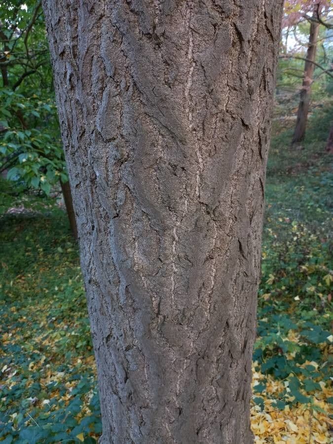 Ginkgo 25