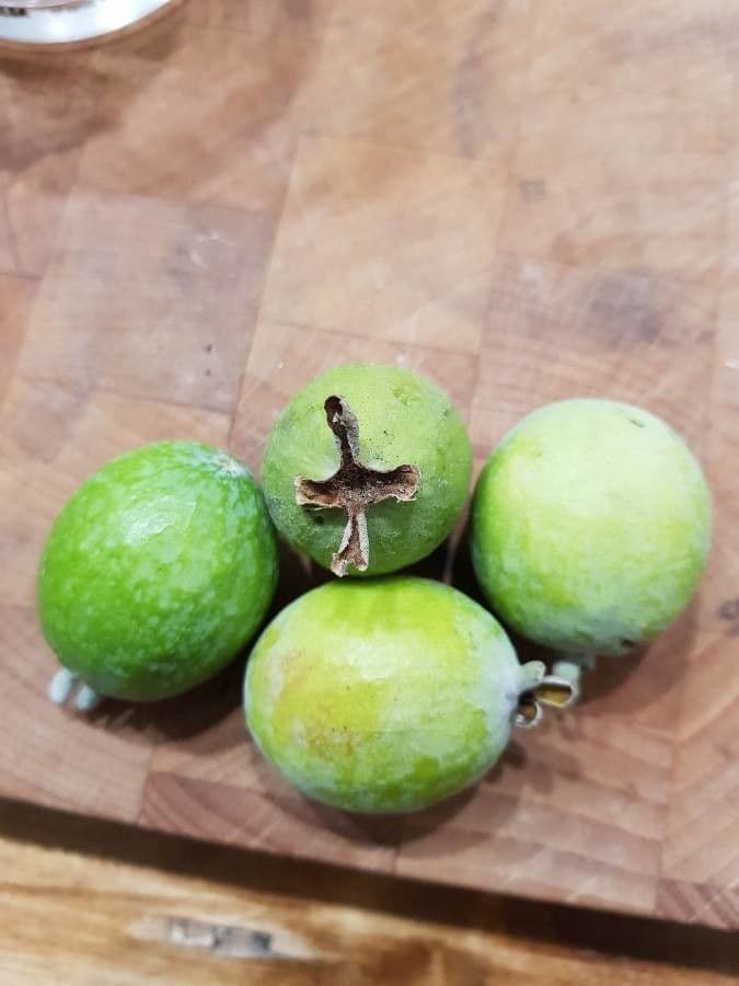 Feijoa 5