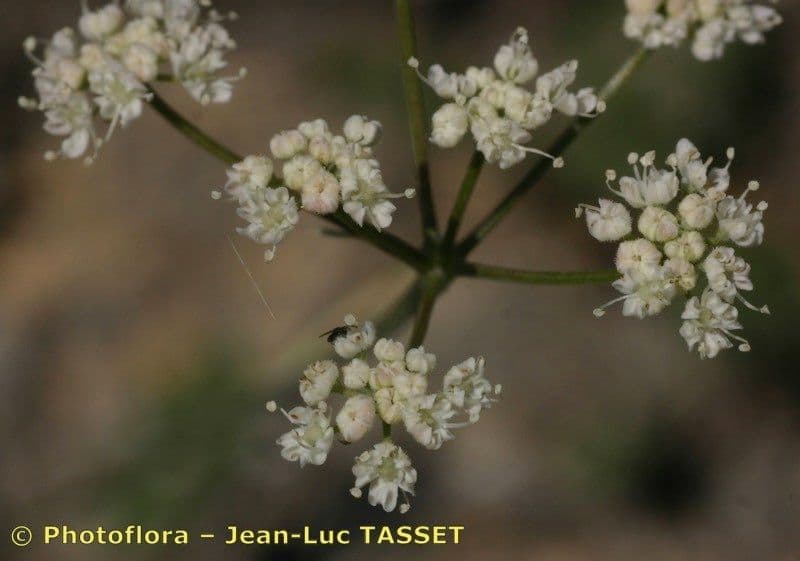 Pimpinella tragium 6