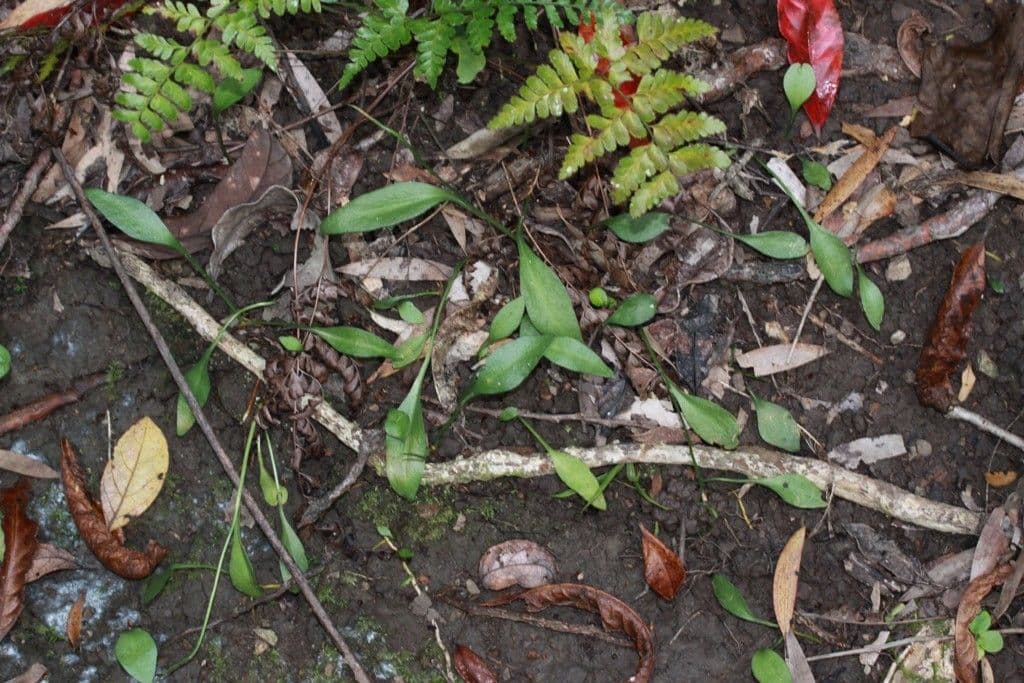 Ophioglossum