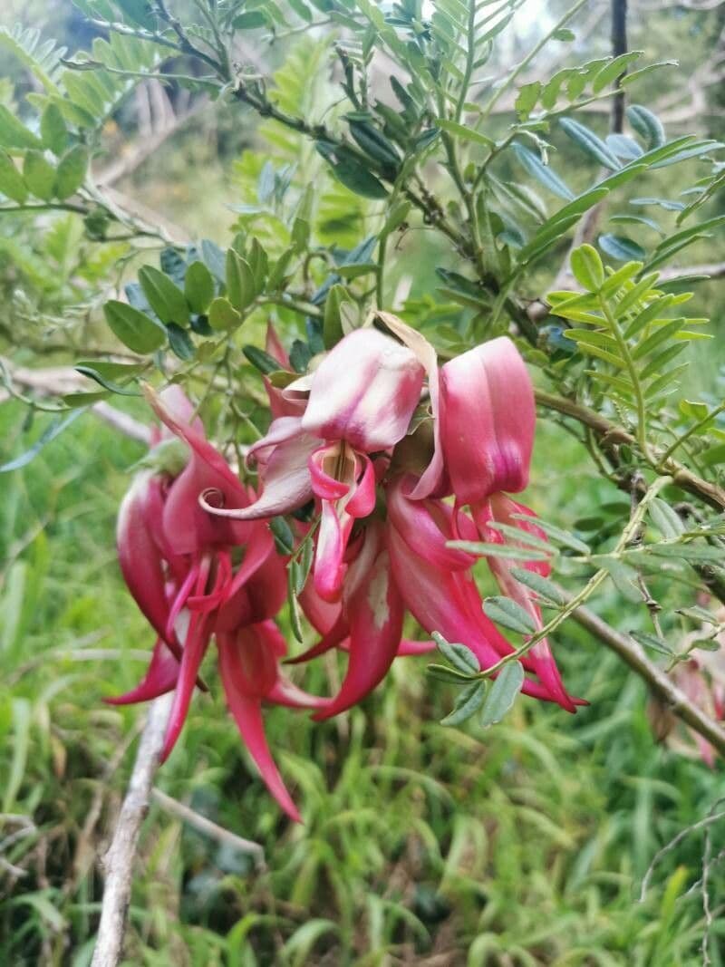 Clianthus