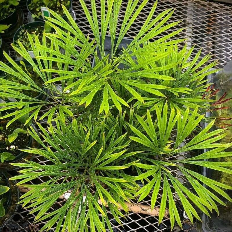 Dipteris lobbiana 2