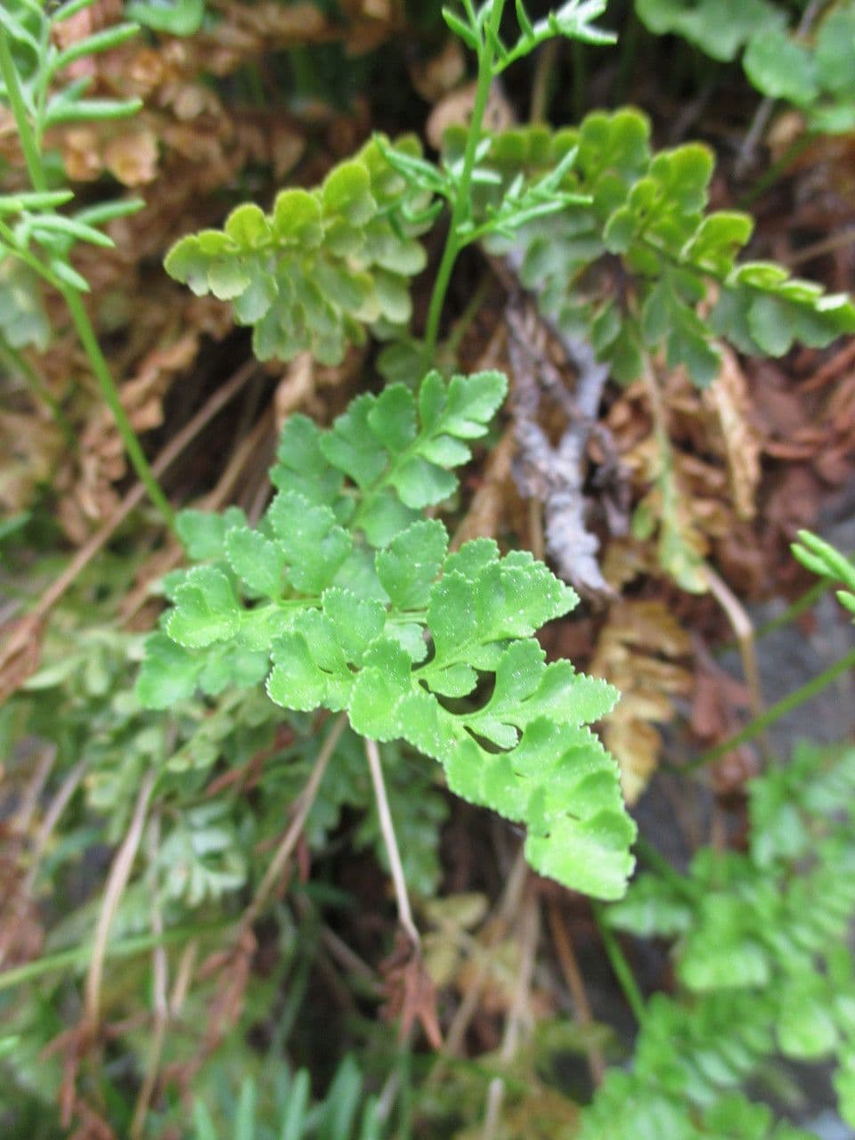 Kryptogramma