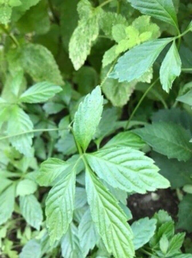 Gynostemma pentaphyllum 10