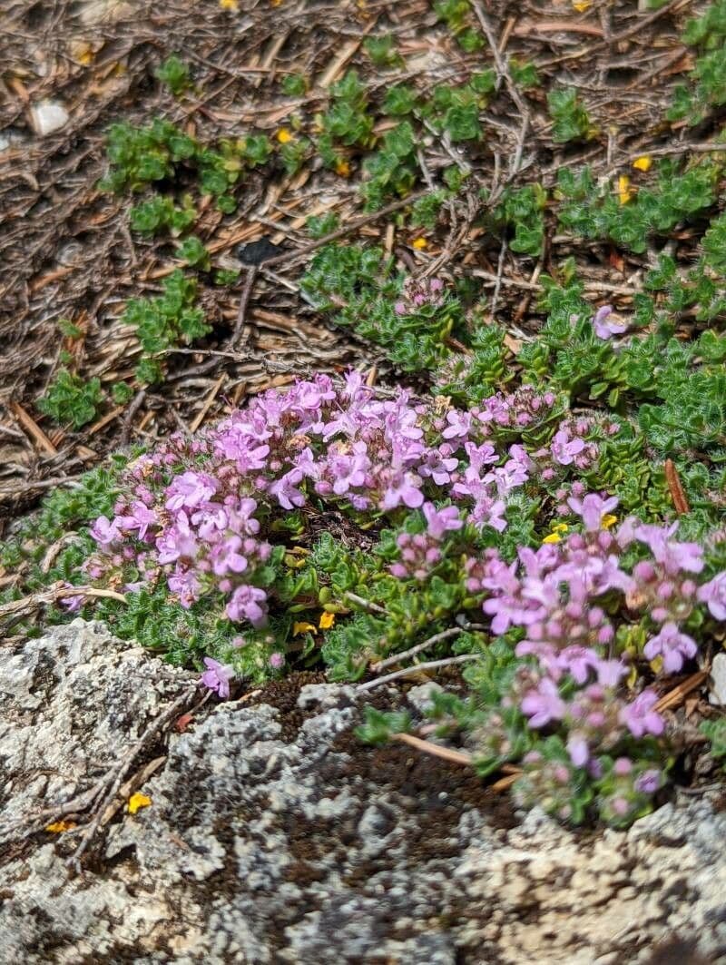 Zottiger Thymian 2