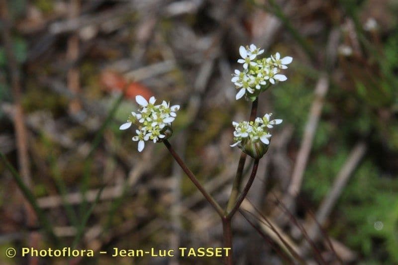 Perifollo austral 7