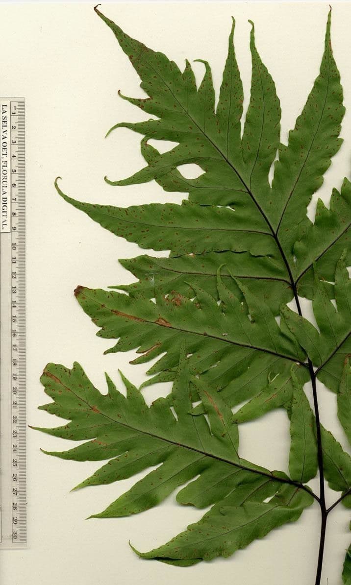 Tectaria athyrioides 2