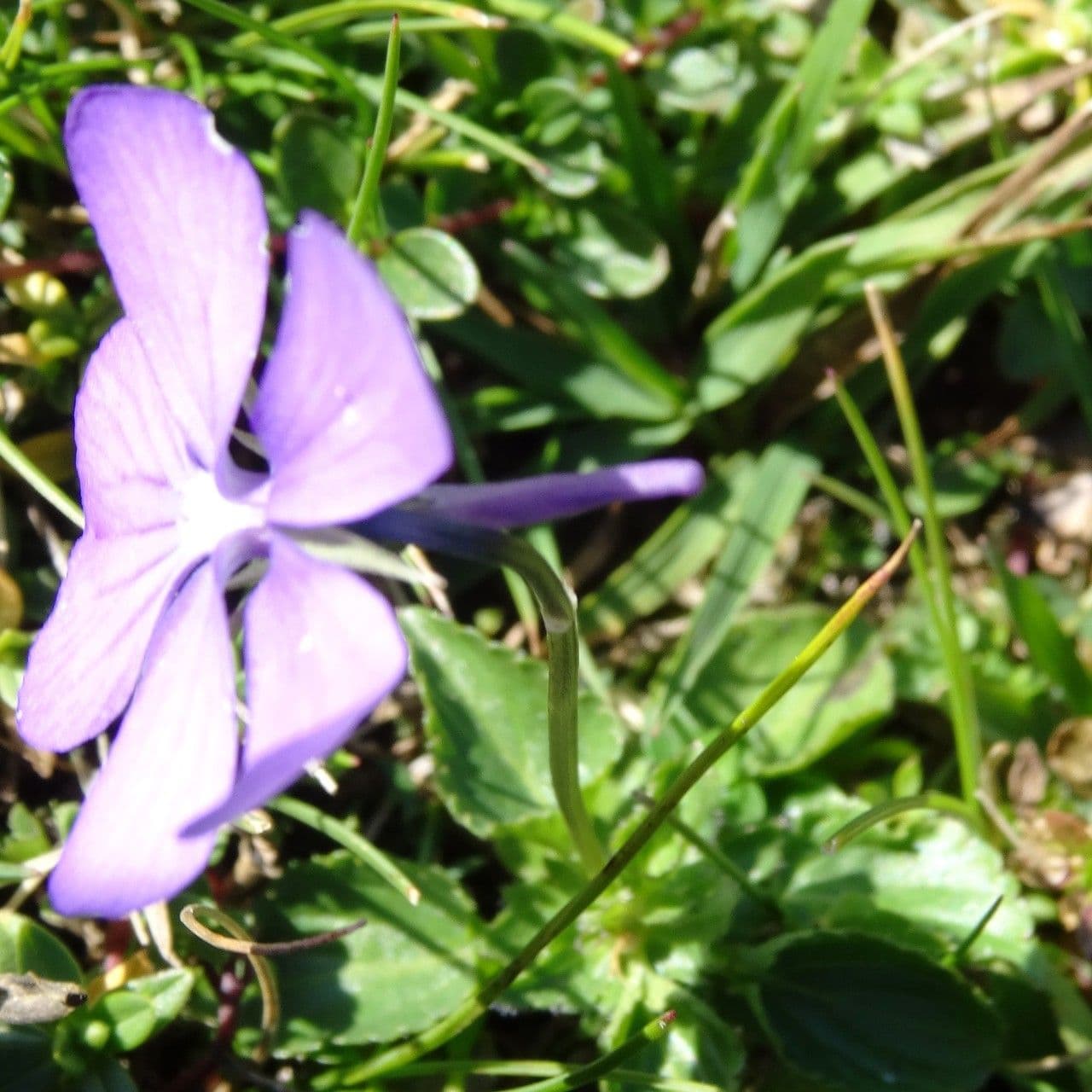 Bedding pansy 11