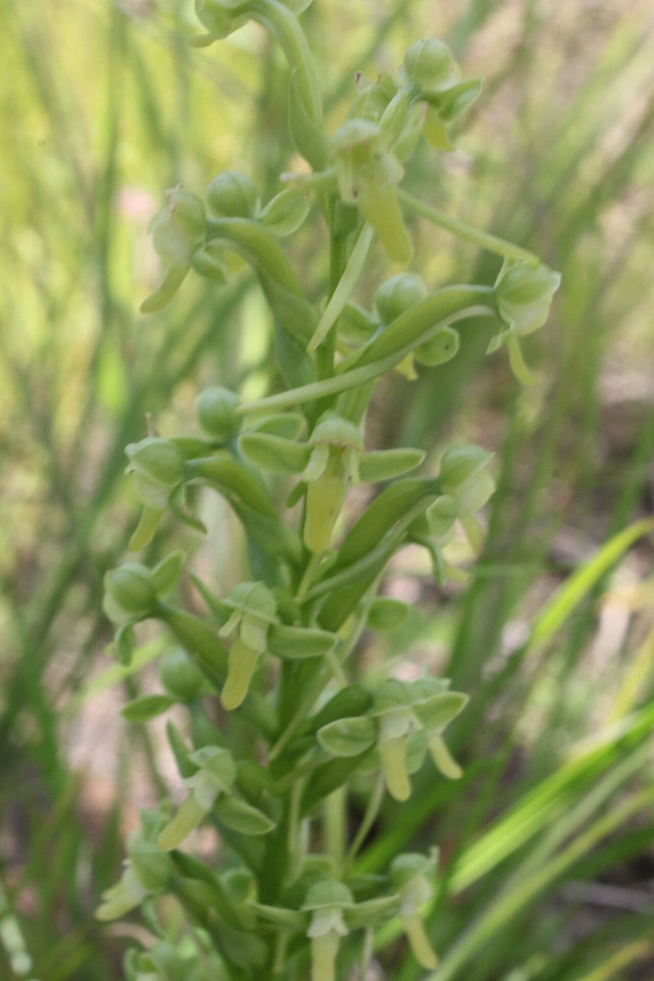Habenaria 8