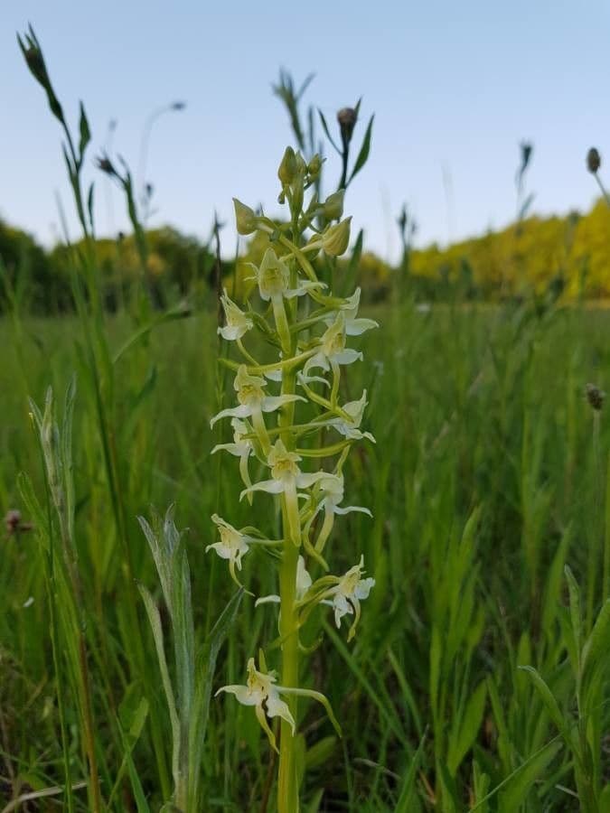 Platantera verdastra 7
