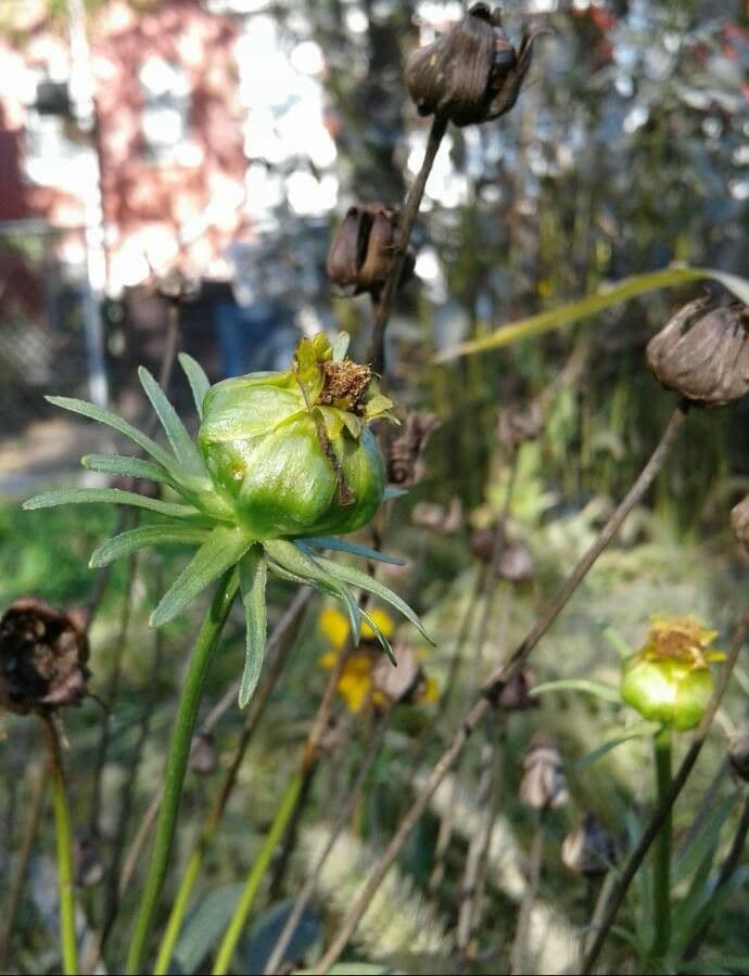 Färber-Mädchenauge 20