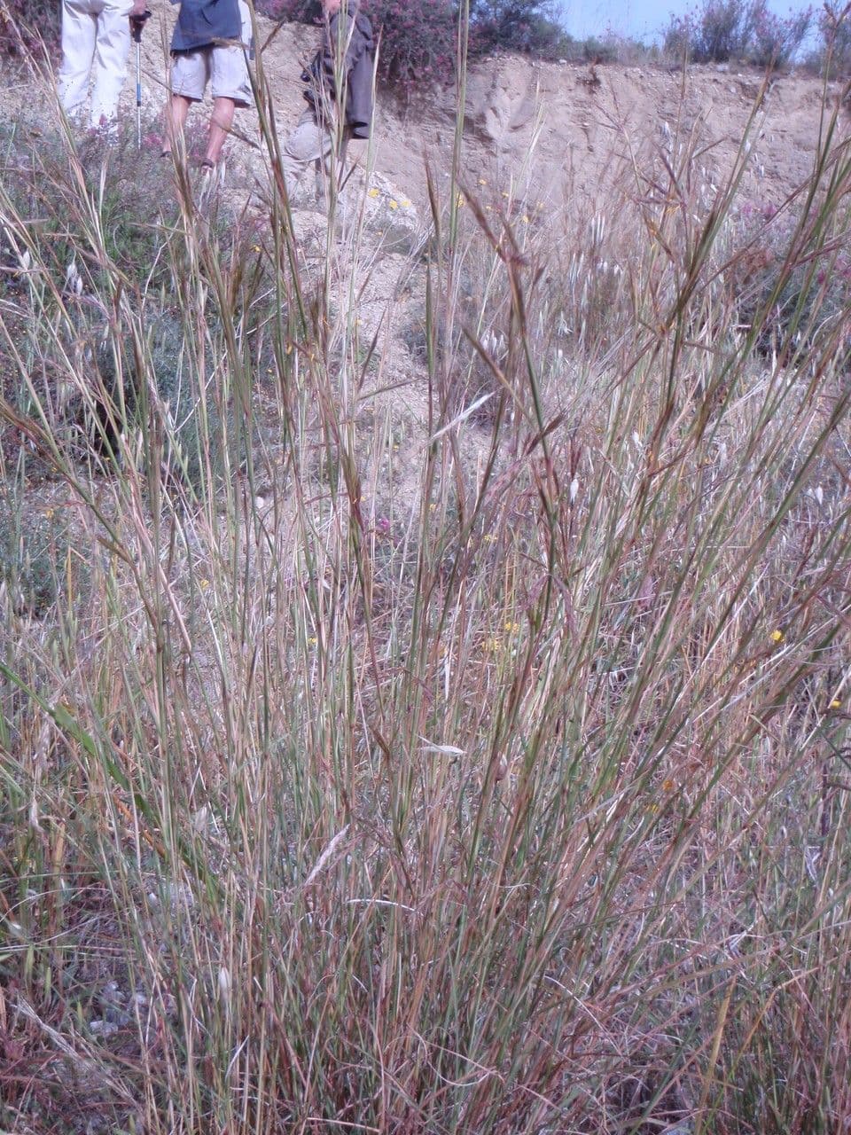Cerrillo 11