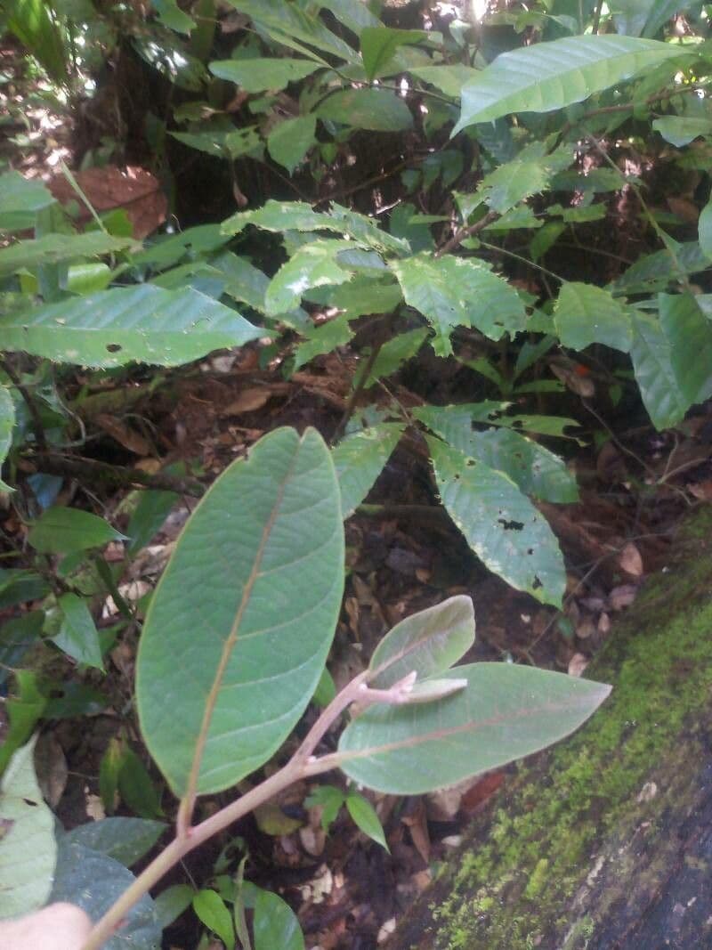 Ambotay 5