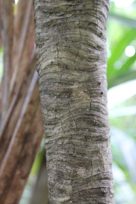 Pandanus pourpre 16