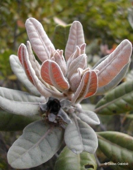 Xanthostemon 7