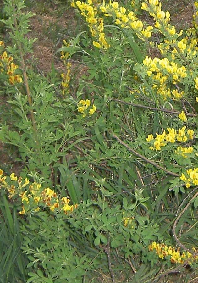 Genista z Madeiry 11