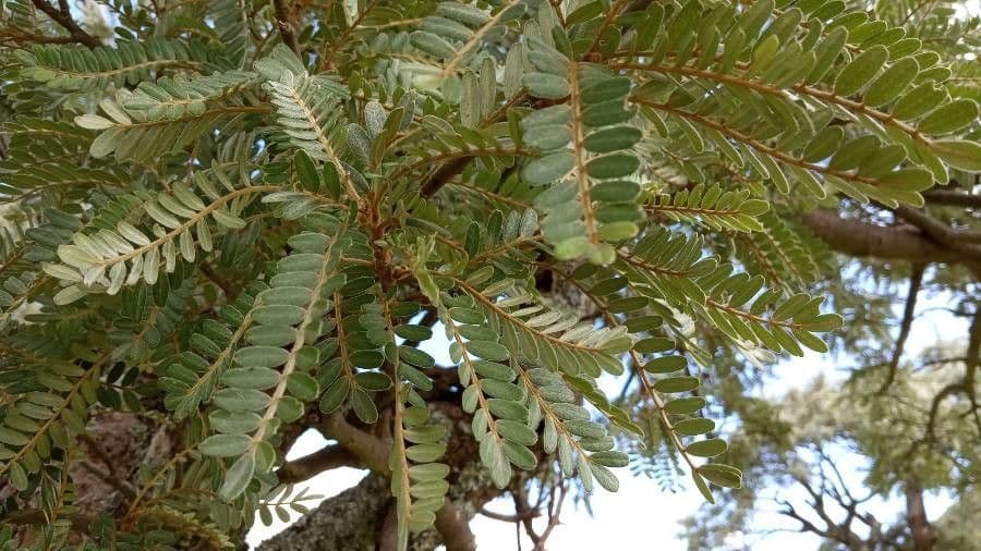 Sophora denudata 19