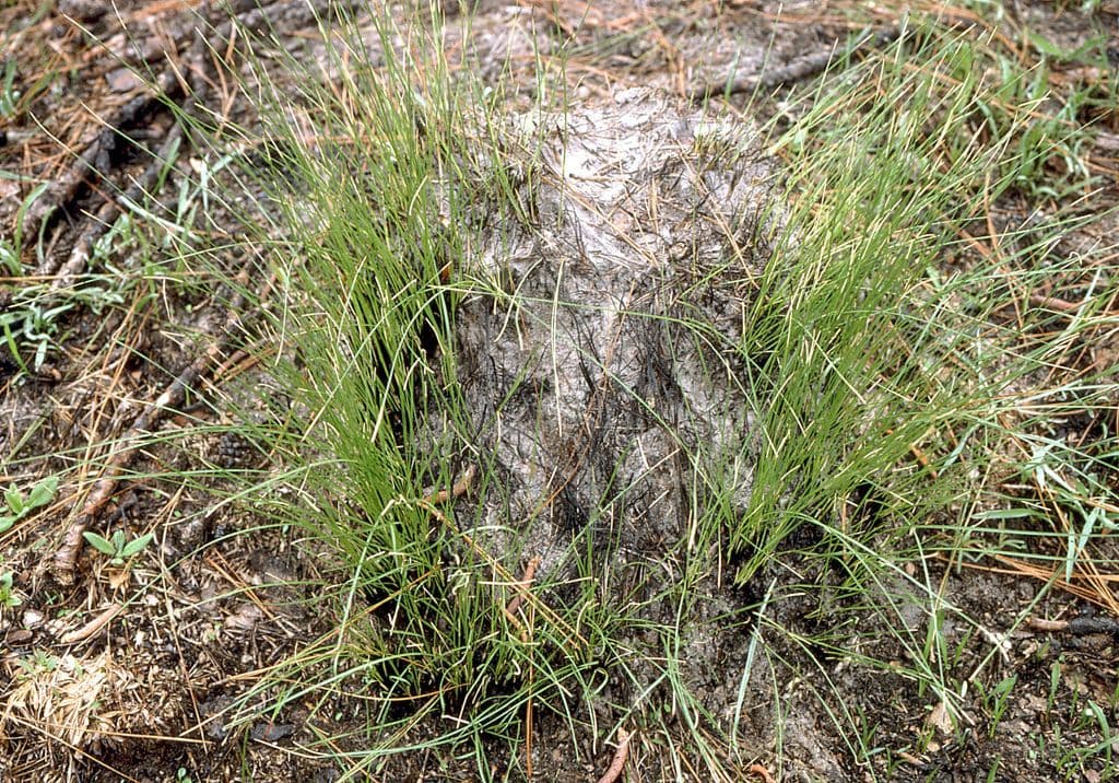 Aristida 4