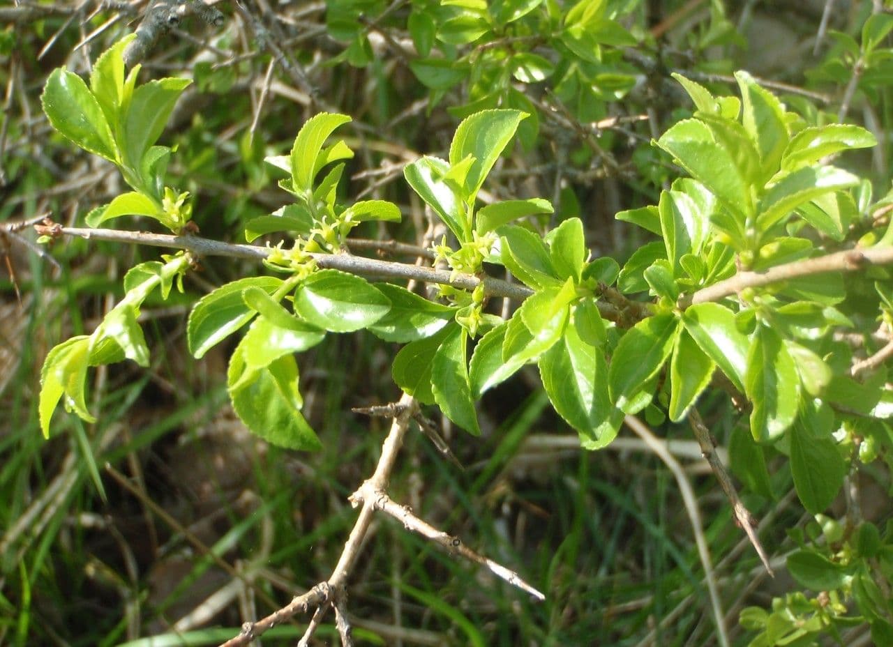 Espino de roca 29