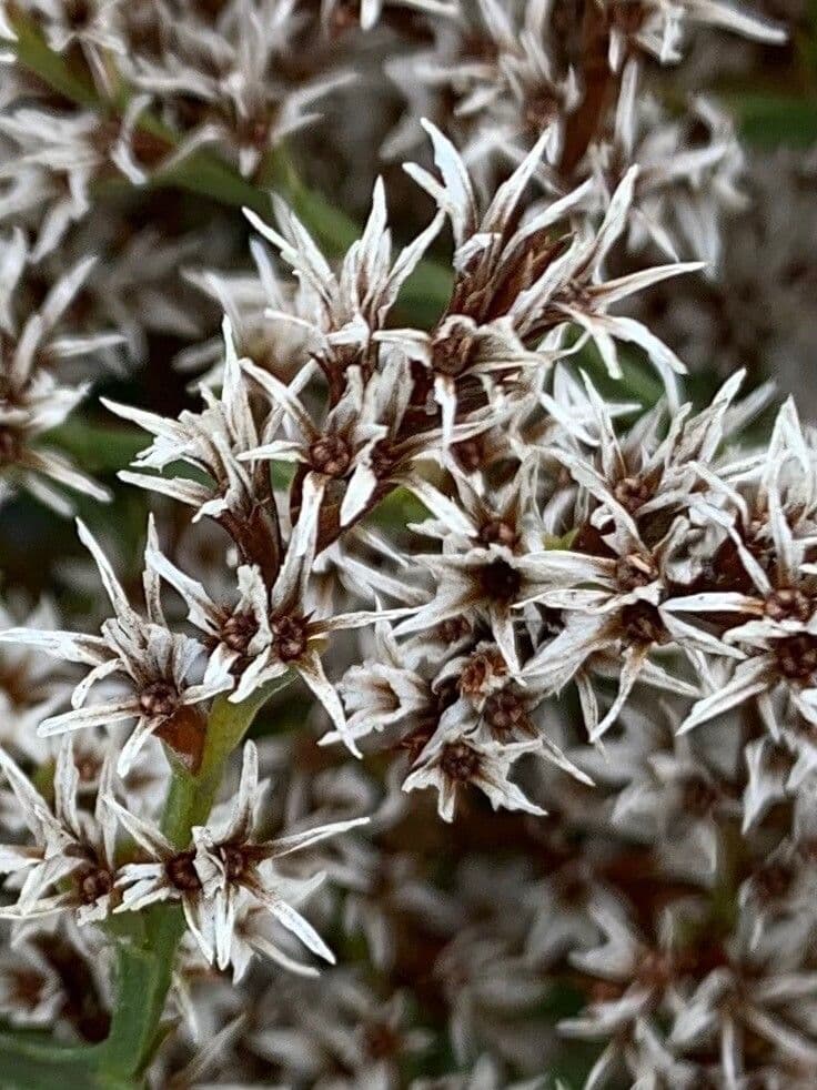 Goniolimon tataricum 13