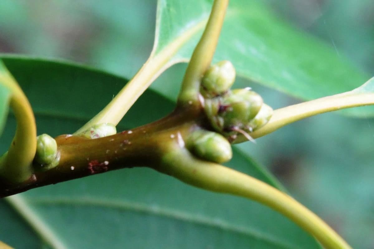 Quercia acuta