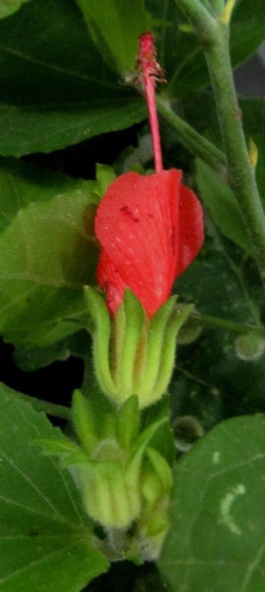 Pavonia