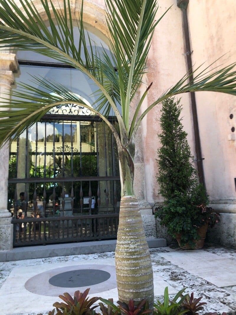 Sargent-Brunkrieselpalme 3