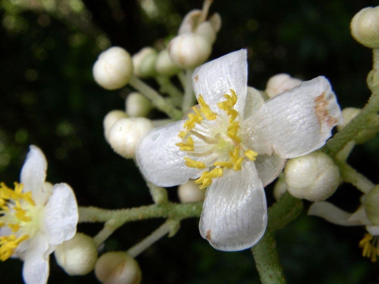 Saurauia 4