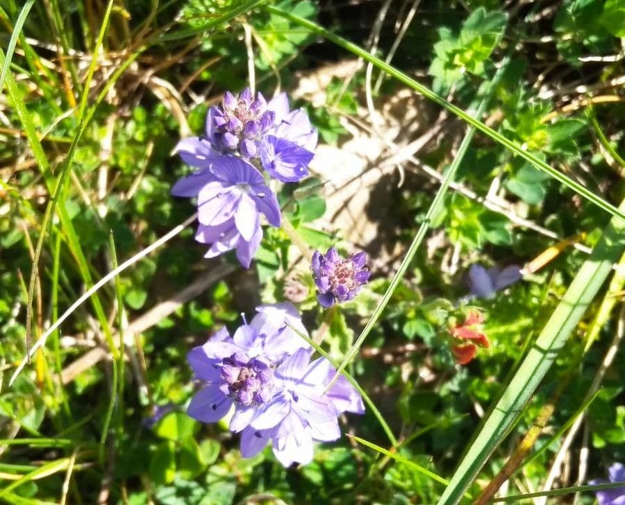 Veronica prostrata 19