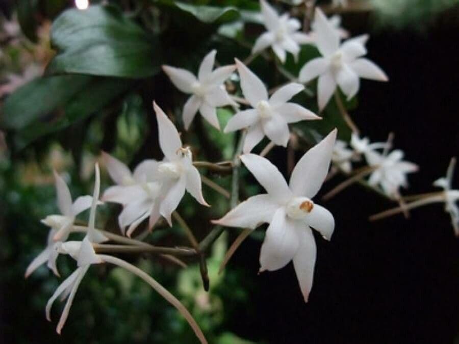 Aerangis bilobato 4